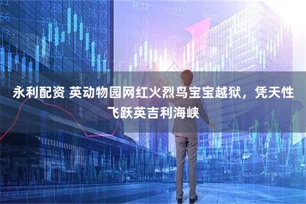 永利配资 英动物园网红火烈鸟宝宝越狱，凭天性飞跃英吉利海峡